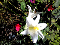 flower,white